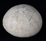 Echinocorys humilis LAMBERT 1903 - Bild © FossNet FossilienStore
